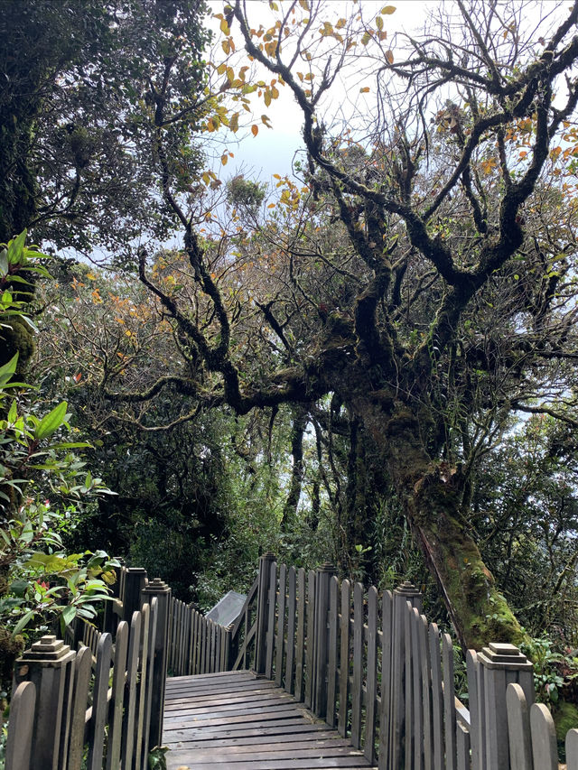 Malaysia's "The Wizard of Oz" - Kinabalu Moss Forest