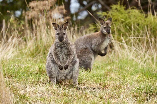 The wind blows along the Great Ocean , enjoy the scenery while hiking.
