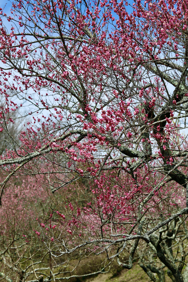 Japan's Ibaraki Tsukuba Mountain Plum Garden