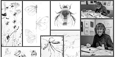 Louisa Crispin in residence - drawing insects in the gallery | Sevenoaks Kaleidoscope Gallery