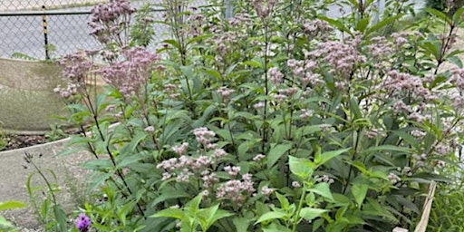 Garden Tour at École élémentaire publique Trille des Bois | 140 Genest St