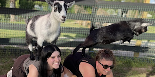 Fun Goat Yoga with Baby Goats, Farm Tour, Unique Attraction in Palm Beach | 24 Karat Ranch