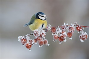 Gardening for winter wildlife workshop | Tyland Barn