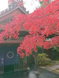 今年の京都の紅葉🍁