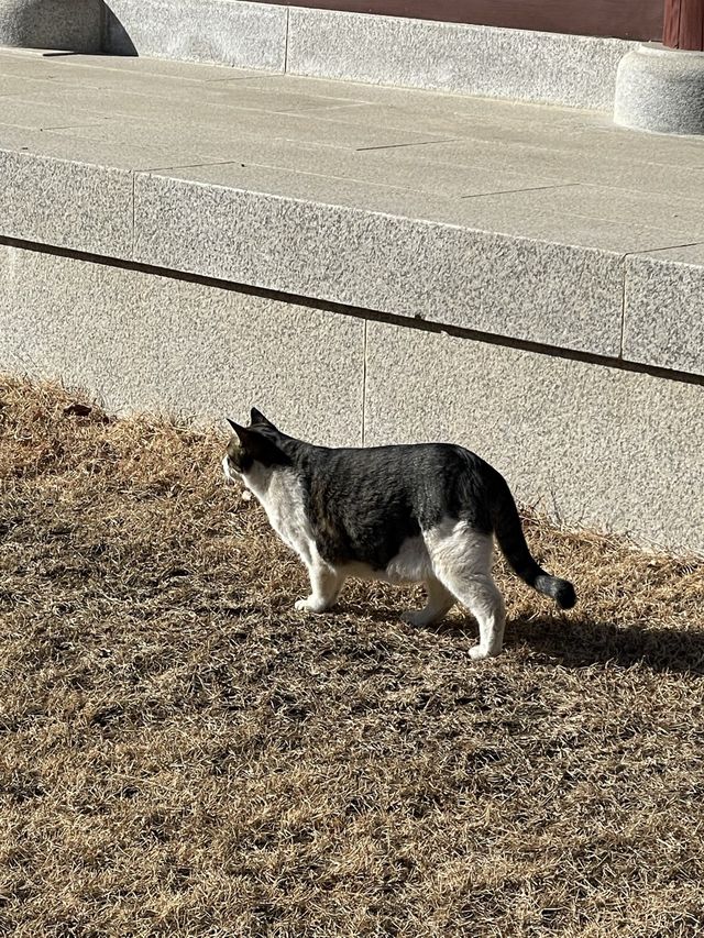 [낙산사] 소원을 말해봐🐈