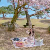 🌸경주 벚꽃 모음집 2탄!