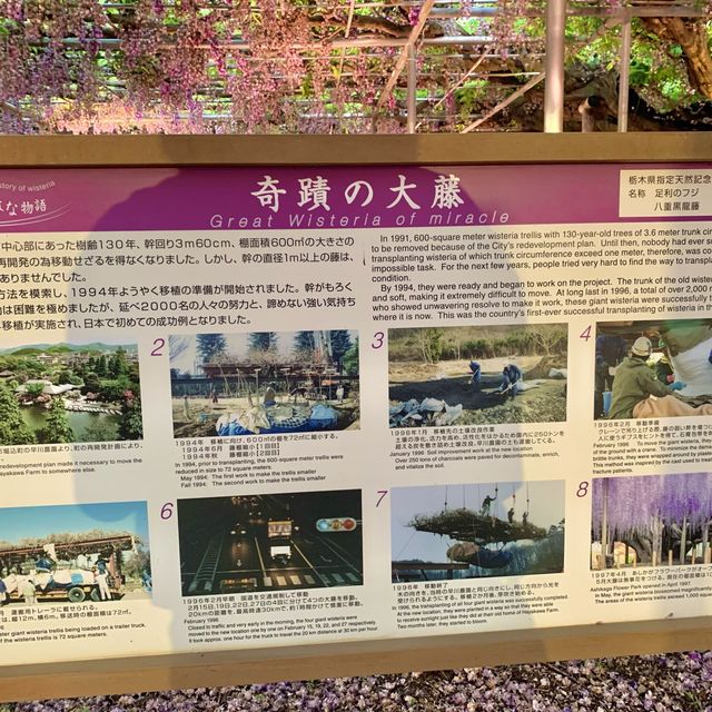 Home of Old Wisteria (Fuji flower) 