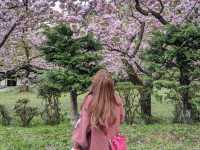 賞櫻花勝地｜弘前公園🌸🌸
