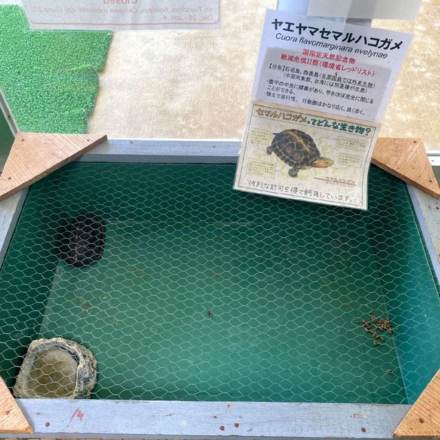 モスラ！
