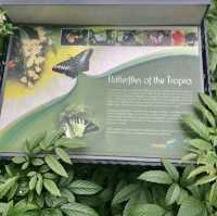 Watch The Butterflies Fly Before Taking Your Flight 