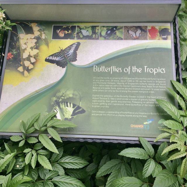 Watch The Butterflies Fly Before Taking Your Flight 