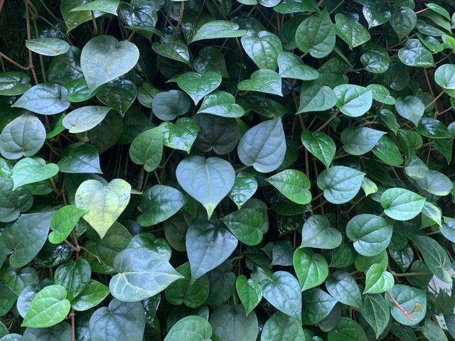 本地遊 | 坐港鐵遊香港 | 金鐘站 | 香港公園｜鬧市賞花好去處