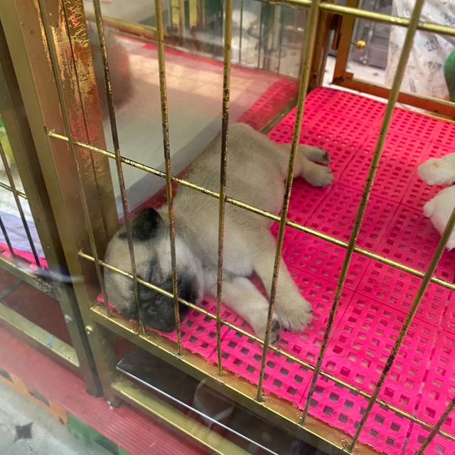 🇹🇭 Pets section 