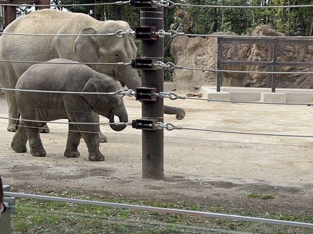 130年で初ゾウの赤ちゃん