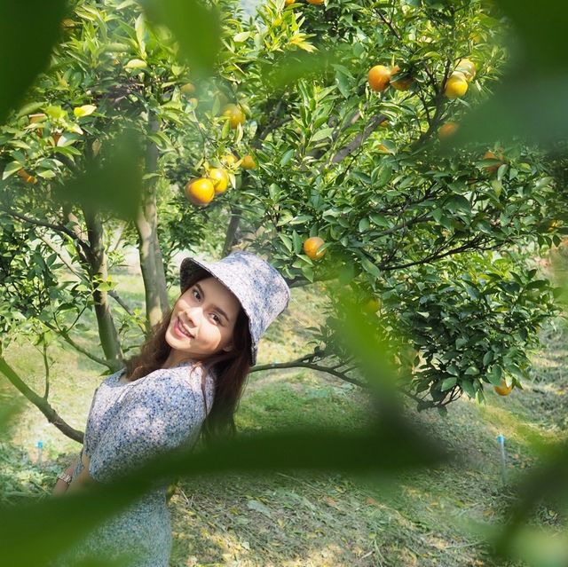 สวนส้มจินจู 🍊