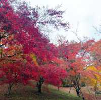 紅葉