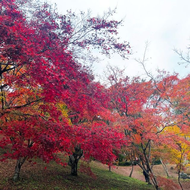 紅葉