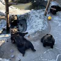 迫力満点！のぼりべつクマ牧場🐻