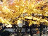 【香川】紅葉が見頃です！