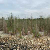 Lorong Halus wetland park 