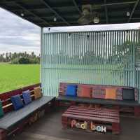 Padi Box, Sekinchan!🌾