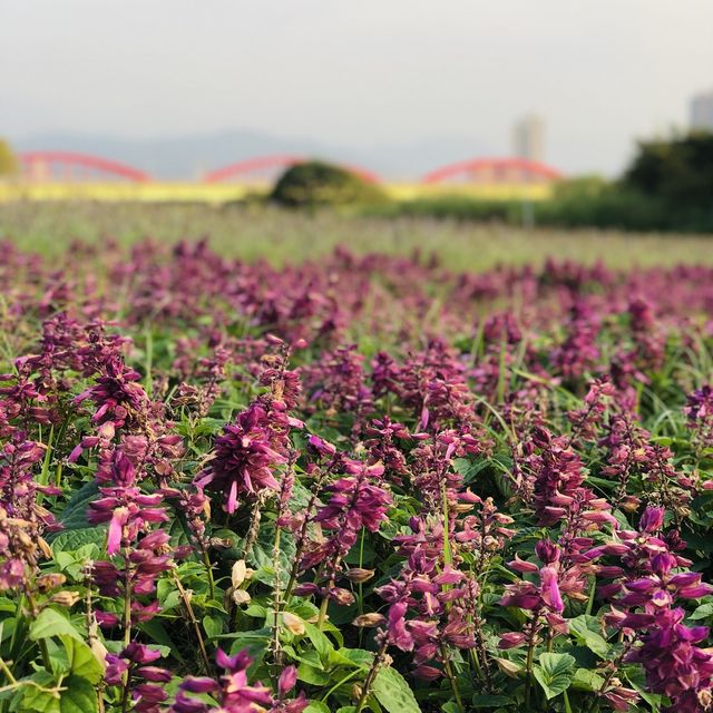 Guting Basketball Courts🚴🏻‍♂️🚴🏻‍♀️古亭河濱公園花海🌸🌼