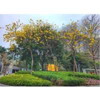 香港賞櫻。單車公園