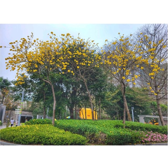 香港賞櫻。單車公園