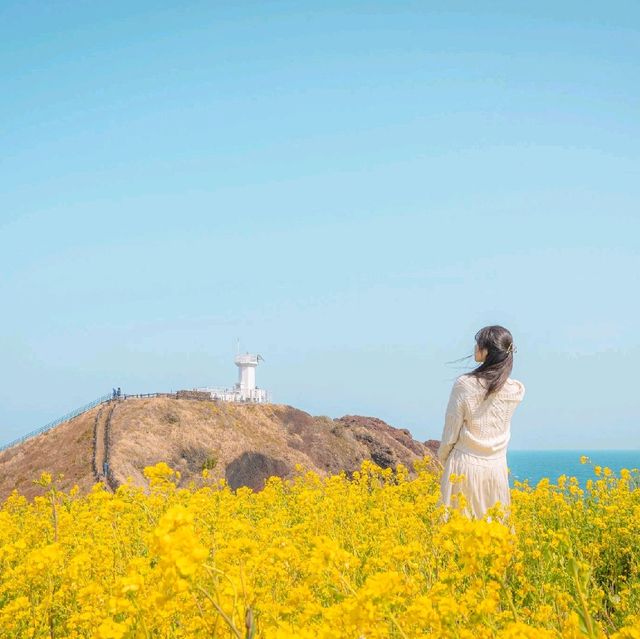 🌼황홀한 노란빛이 일렁이는 [섭지코지]