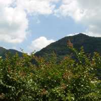 안동 봄여행 병산서원