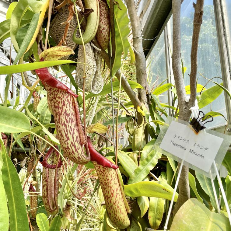 ネペンテス ミランダ 食虫植物に会いに 伊豆市