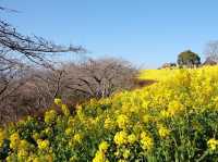 超夢幻油菜花田｜日本神奈川縣🤩🤩