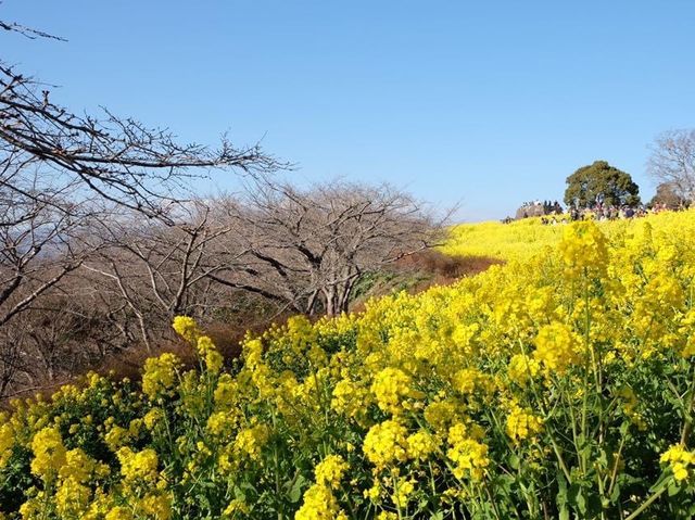 超夢幻油菜花田｜日本神奈川縣🤩🤩