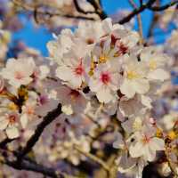 Spring Season in Japan