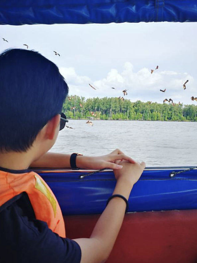 Puffer fish and Eagle feeding by speed boat 