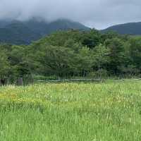 箱根湿性花園