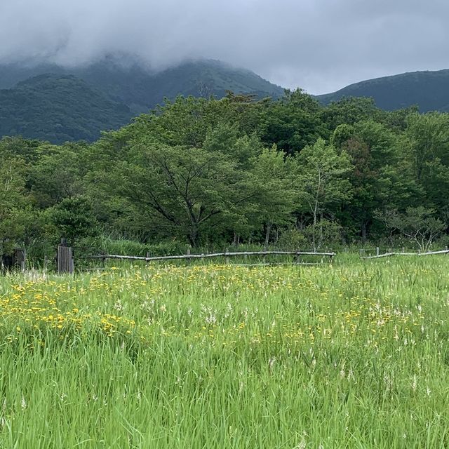 箱根湿性花園