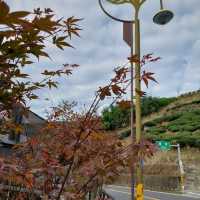 出差的小確幸-阿里山公路