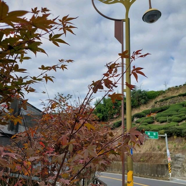 出差的小確幸-阿里山公路