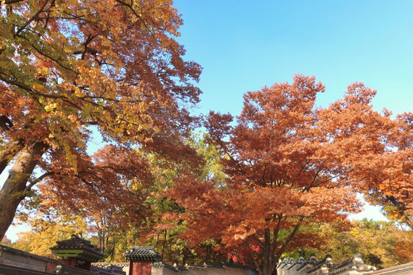 청덕궁의 단풍🍁 | 트립닷컴 서울