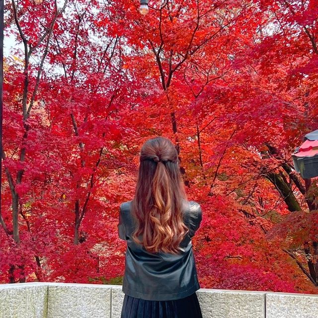韓国/ソウル【牛耳洞】紅葉がとても綺麗に見える大型カフェ🍁💛