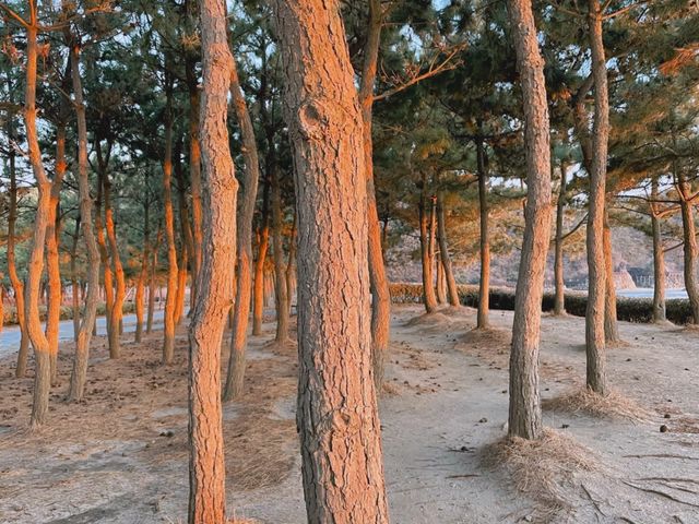 부산 노을맛집 다대포 🌅