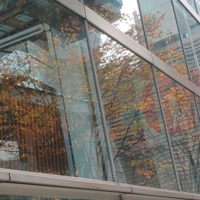 東京 有楽町 東京国際フォーラム "窓に映った紅葉" 幻想的、 現代建築と自然のコラボレーション!! 楽しみ方色々!!