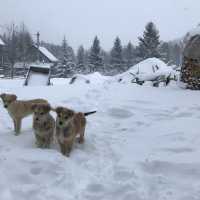 巴爾幹半島蒙特內哥羅 大雪紛飛中的意外訪客