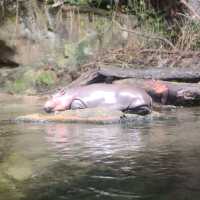 Campany Family Day @ Singapore Zoo