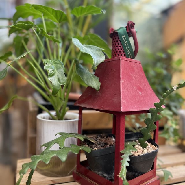 大埔林村隱世打卡植物園Botanic Union