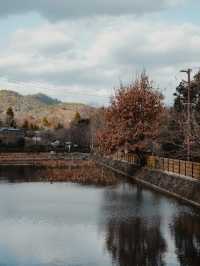 The Magical Forest of Kyoto