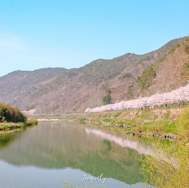 [ 구례 / 섬진강 벚꽃터널 ] 팝콘나무 한가득♥️
