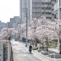 目黒川不動前付近からの景色