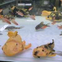 홍콩의 Goldfish Market! 금붕어 시장